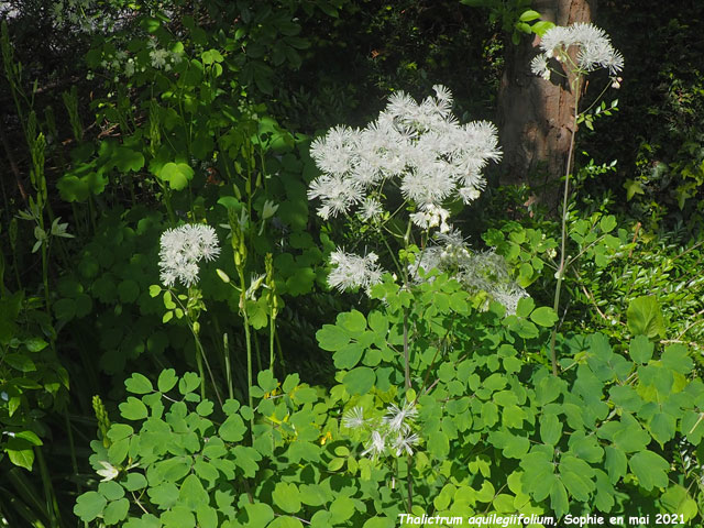 Thalictrum aquilegiifolium