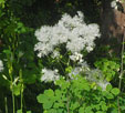 Thalictrum aquilegiifolium