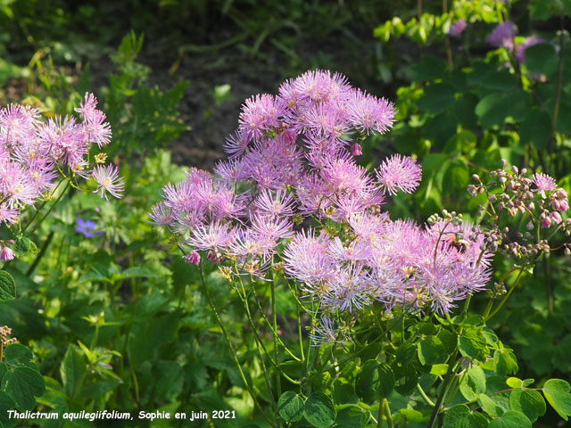 Thalictrum aquilegiifolium