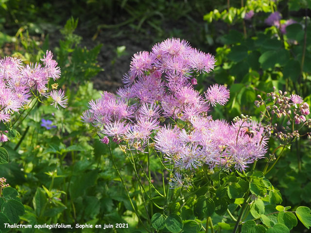 Thalictrum aquilegiifolium