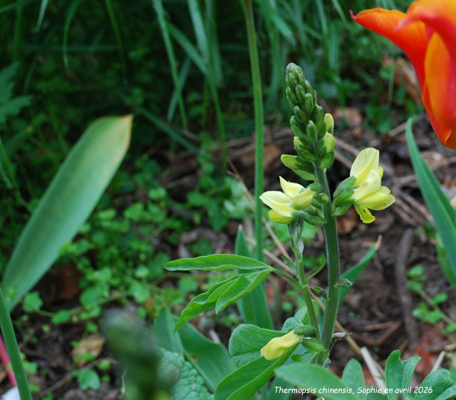 Thermopsis chinensis