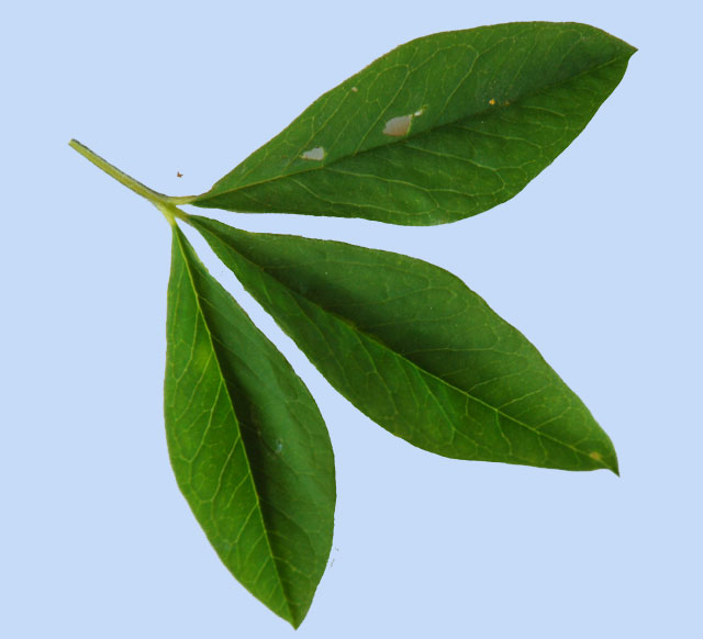 Thermopsis chinensis