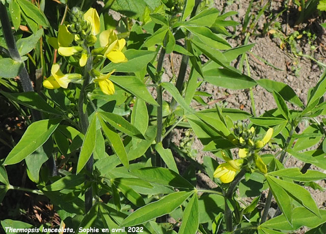 Thermopsis lanceolata