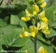 Thermopsis lanceolata