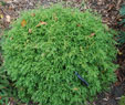 Thuja occidentalis 'Ericoides'