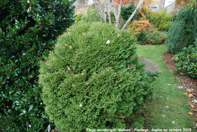 Thuja occidentalis 'Globosa'