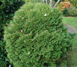 Thuja occidentalis 'Globosa'