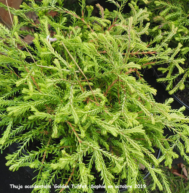 Thuja occidentalis 'Golden Tuffet'