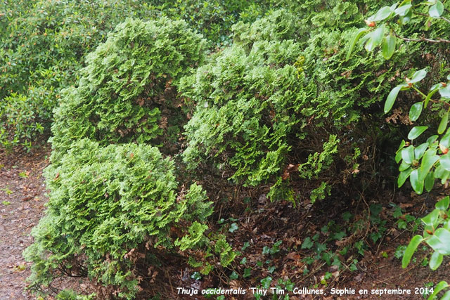 Thuja occidentalis 'Tiny Tim'