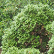 Thuja occidentalis 'Tiny Tim'