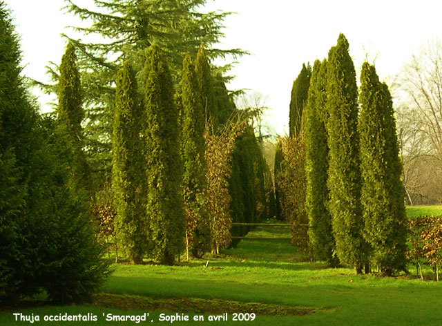 Thuja occidentalis 'Smaragd'