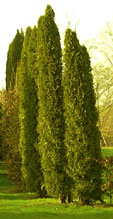 Thuja occidentalis 'Smaragd'