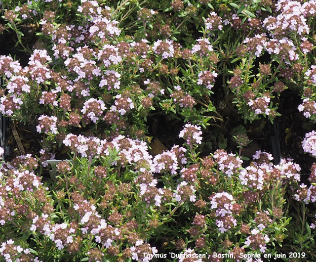 Thymus 'Duftkissen'