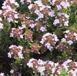 Thymus 'Duftkissen'