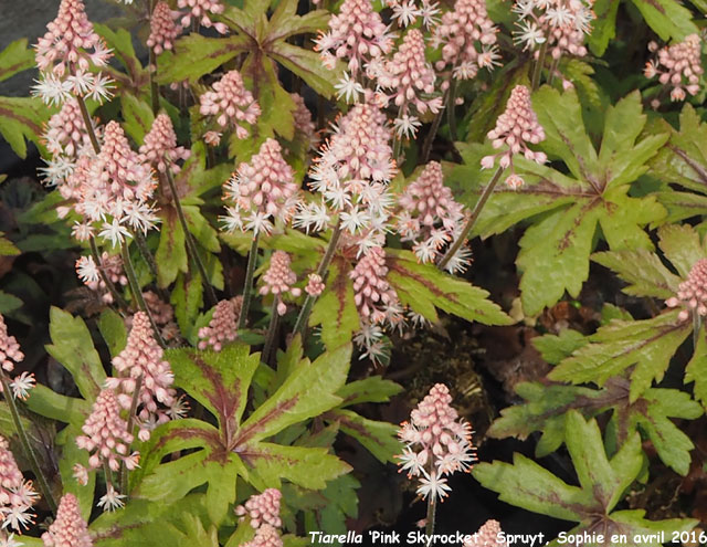 Tiarella 'Pink Skyrocket'