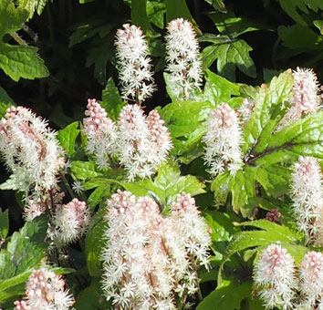 Tiarella 'Spring Symphony'