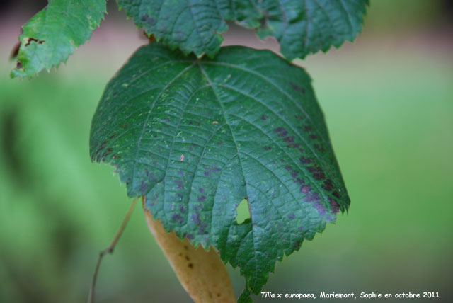 Tilia x europaea