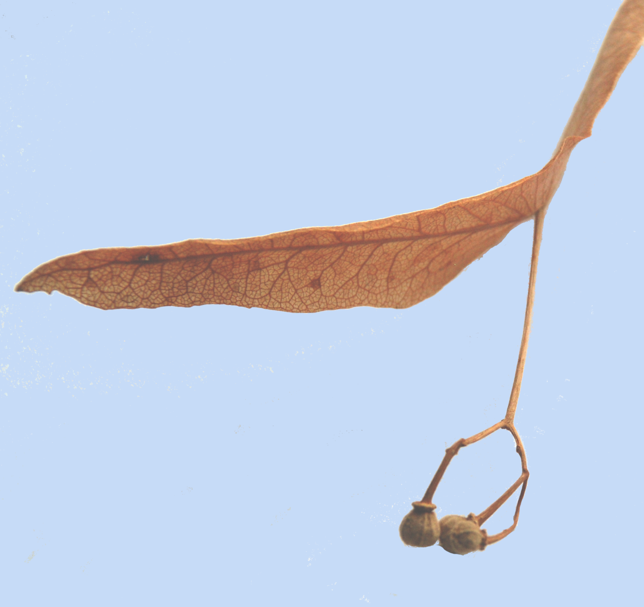 Tilia x europaea