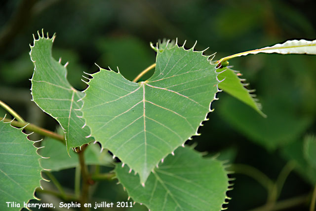 Tilia henryana