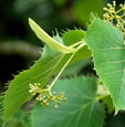 Tilia henryana