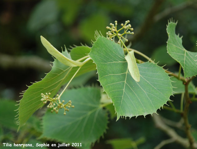 Tilia henryana