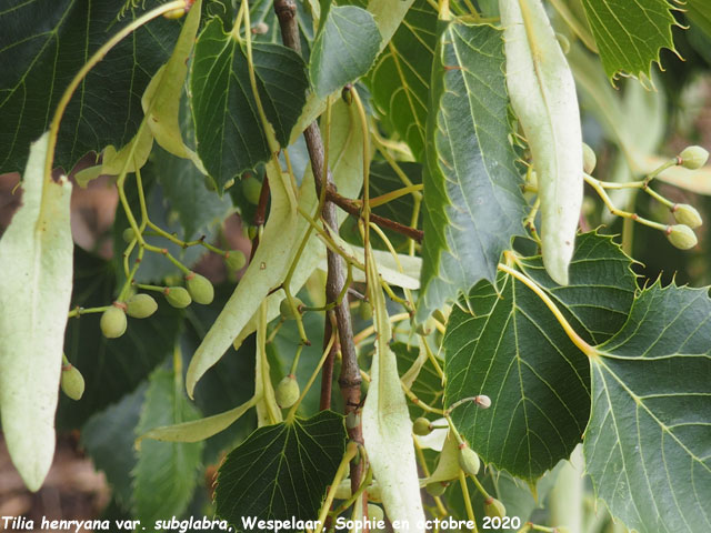 Tilia henryana var. subglabra