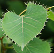 Tilia henryana