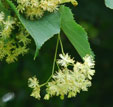 Tilia insularis