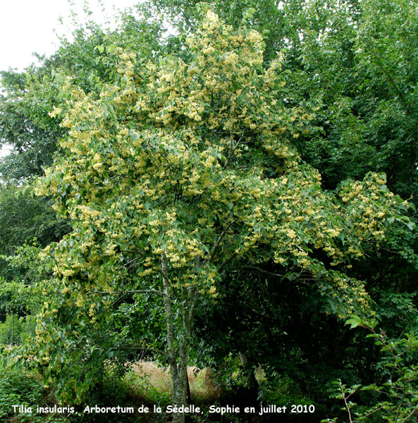 Tilia insularis