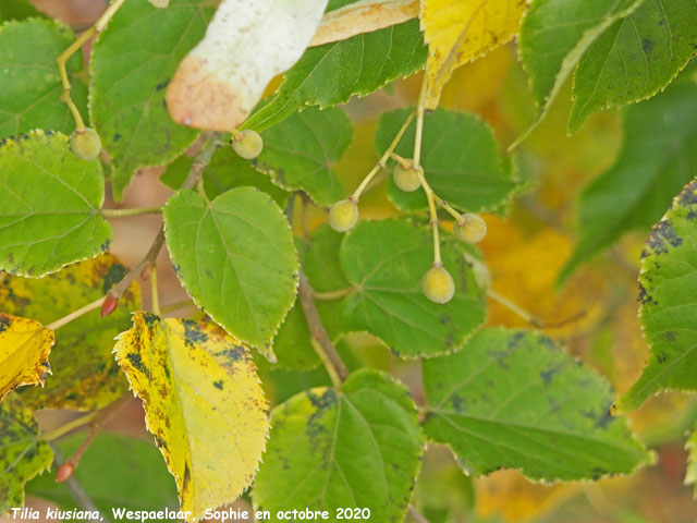 Tilia kiusiana