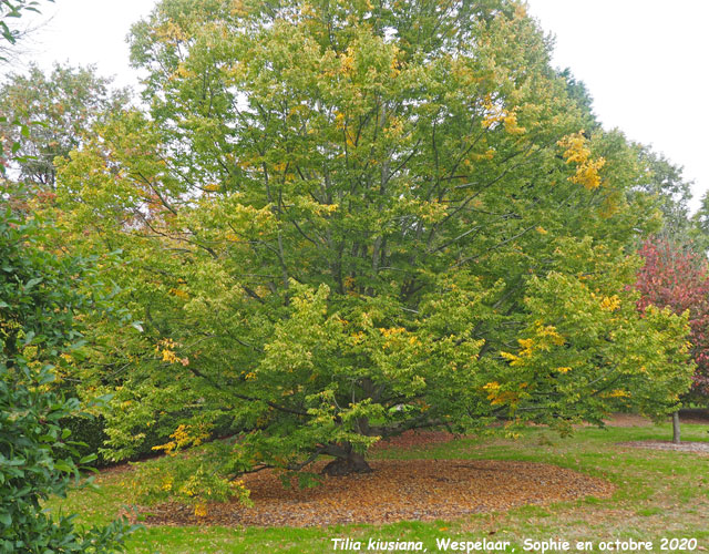 Tilia kiusiana