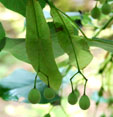 Tilia oliveri