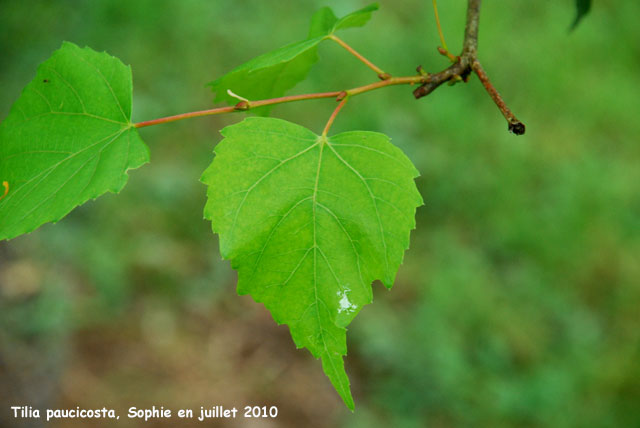 Tilia paucicosta