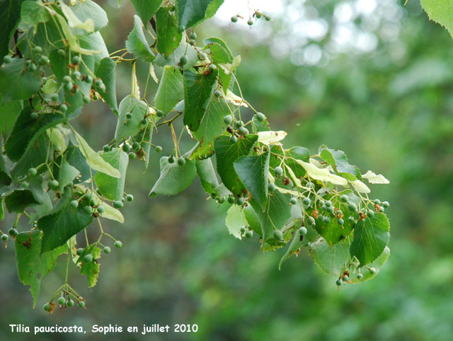 Tilia paucicosta