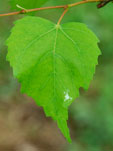 Tilia paucicosta
