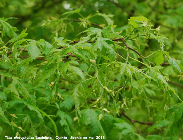 Tilia platyphyllos 'Laciniata'