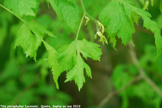 Tilia platyphyllos 'Laciniata'