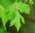 Tilia platyphyllos 'Laciniata'