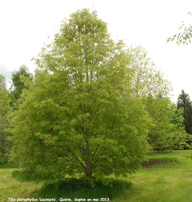 Tilia platyphyllos 'Laciniata'