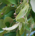 Tilia platyphyllos 'Laciniata'