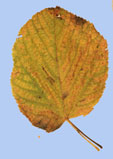 Tilia americana