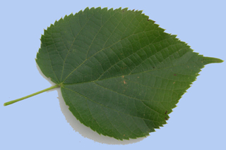 Tilia platyphyllos