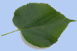 Tilia platyphyllos