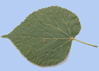 revers de la feuille