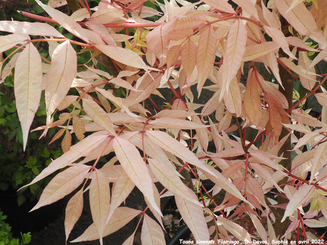 Toona sinensis 'Flamingo'