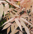 Toona sinensis 'Flamingo'