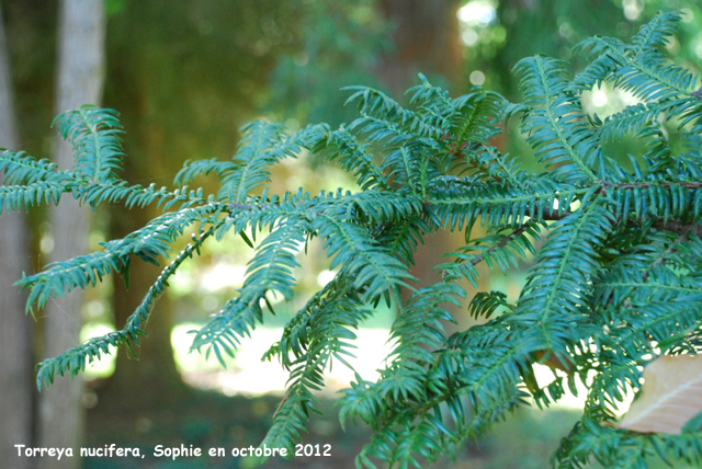 Torreya nucifera