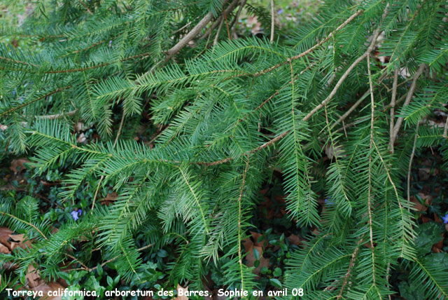 Torreya californica