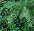 Torreya californica