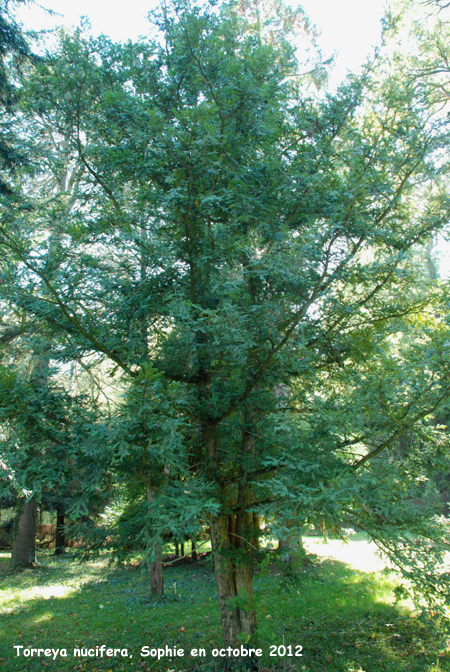 Torreya nucifera